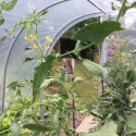 Serre tunnel Essentielle à pieds arrondis 3x4,5m avec bâche PE 200µ - Serres Tonneau