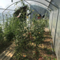 Serre tunnel Abri Cultures à pieds droits 3x6m avec bâche PE 200µ - Serres Tonneau