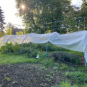 Serre de jardin 1,3x10m en PE diffusant 200µ Chenille - Serres Tonneau