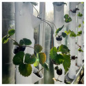 Extension pour tours - lot de 12 modules - pour kit aquaponique - MyFarm