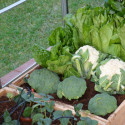 Kit d'irrigation goutte à goutte pour serre de jardin Palram