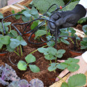 Kit d'irrigation goutte à goutte pour serre de jardin Palram