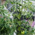 Lot de 3 Tuteurs spirales pour plantes grimpantes - Juliana