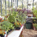 Serre de jardin LUXIA Rétro sur muret 11,80m² en aluminium laqué et verre trempé 4mm - Lams