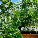 Kit aquaponique Deluxe MyFarm avec modules empilables, production bio