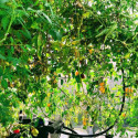 Kit aquaponique Deluxe MyFarm avec modules empilables, production bio