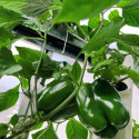 Kit aquaponique Deluxe MyFarm avec modules empilables, production bio